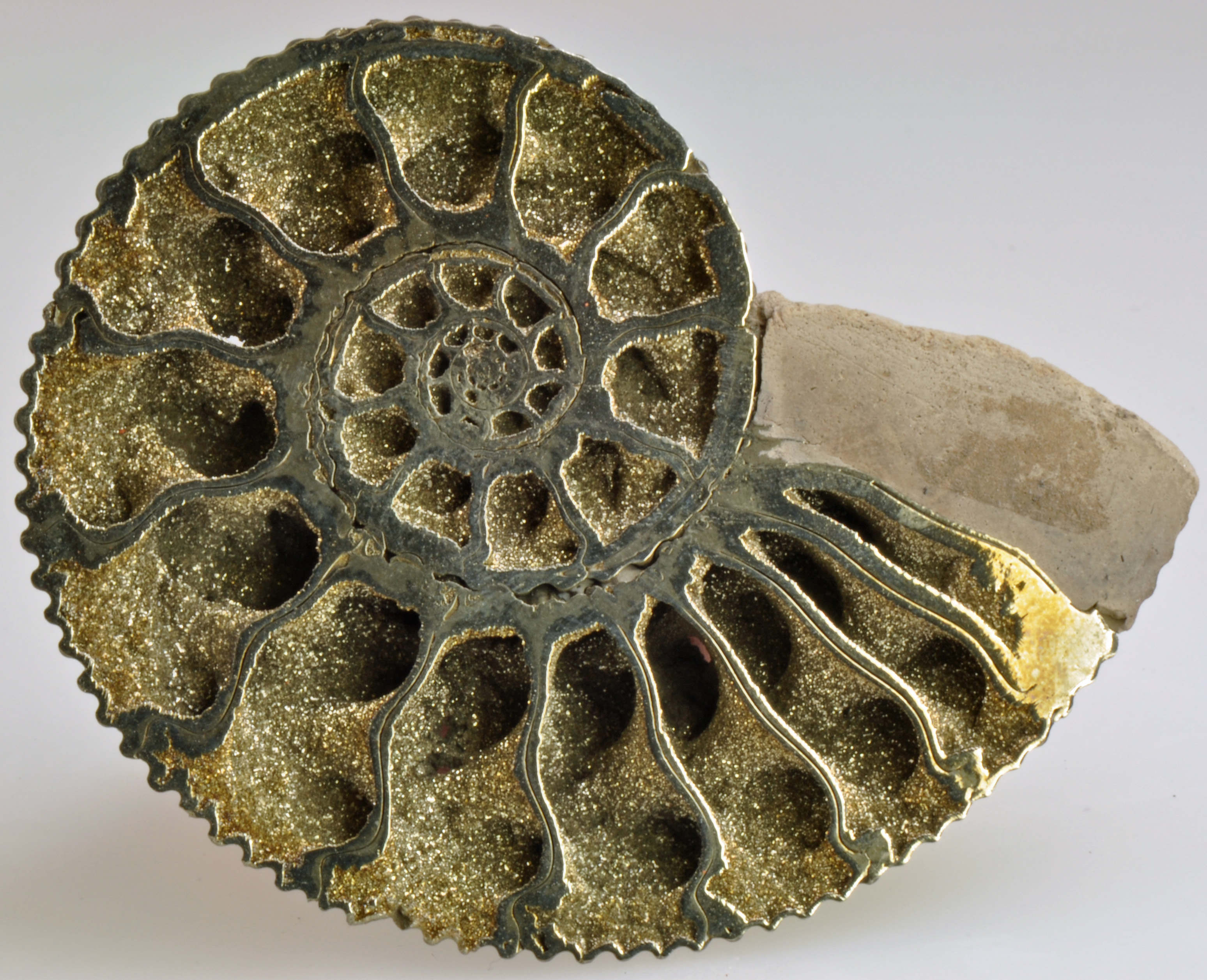 Fósil de un ammonites, expuesto en el Museo Geominero