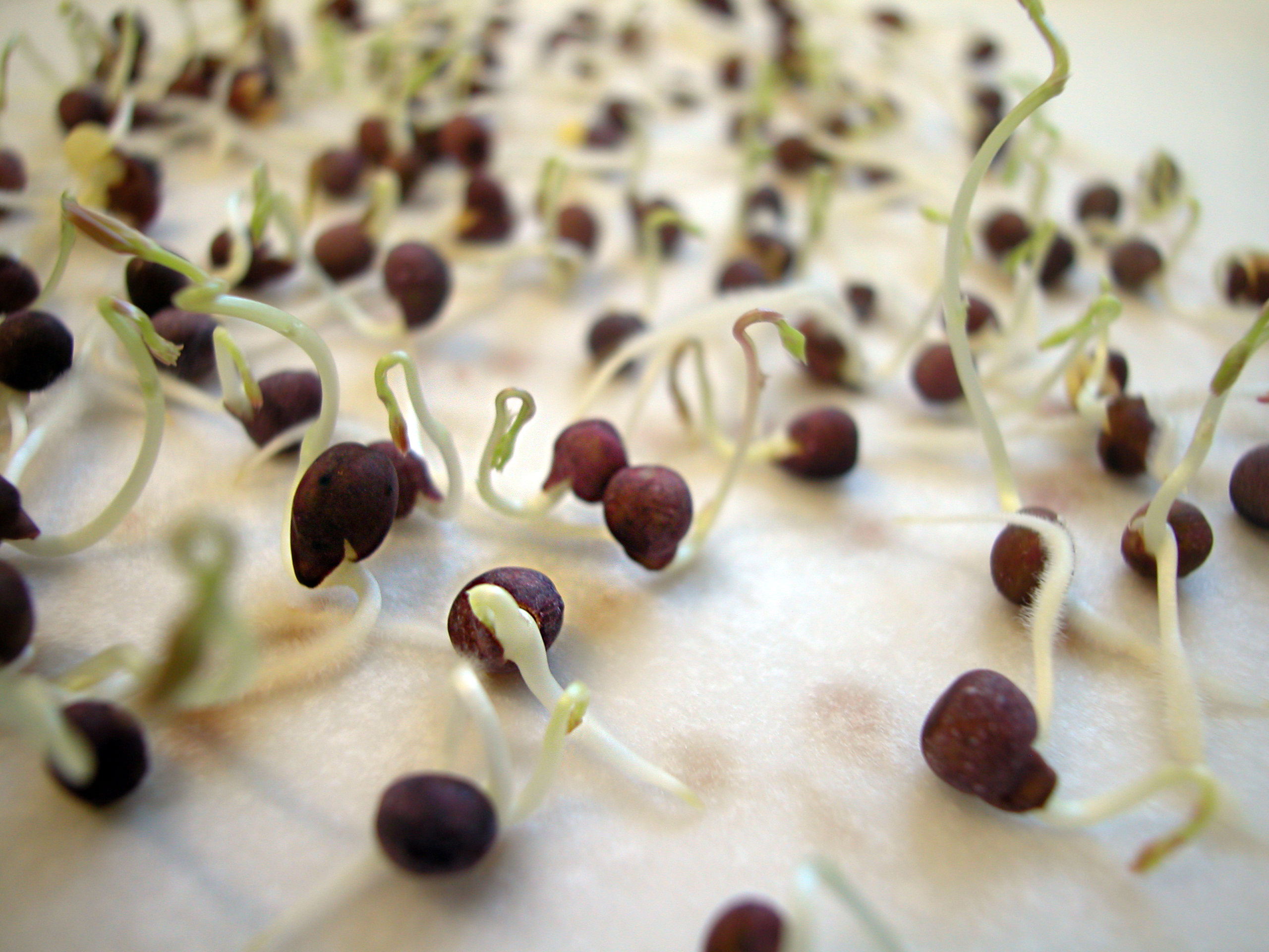 Se muestran semillas germinando