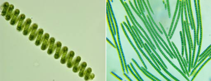 Distintos tipos de Espirulina observadas al microscopio óptico