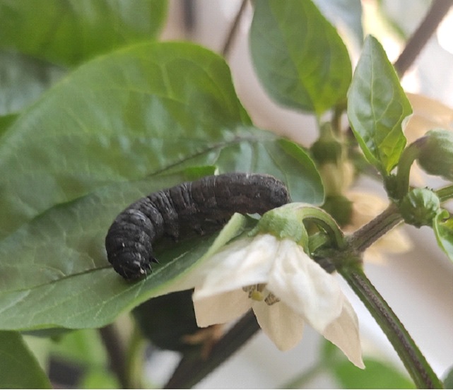 Planta con bioplaguicida