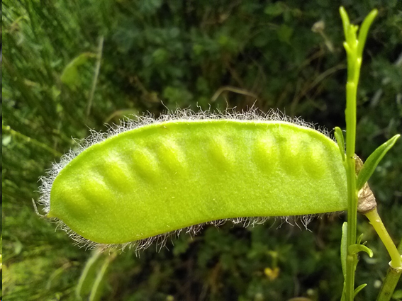 Imagen de un vegetal
