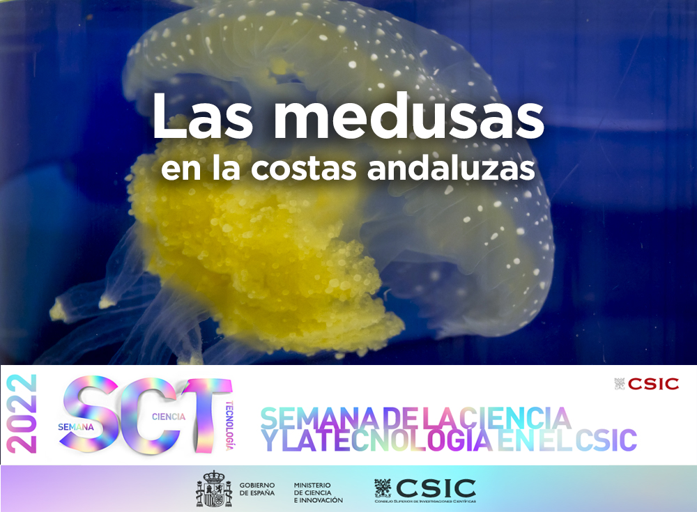 Las medusas en las costas de Andalucía