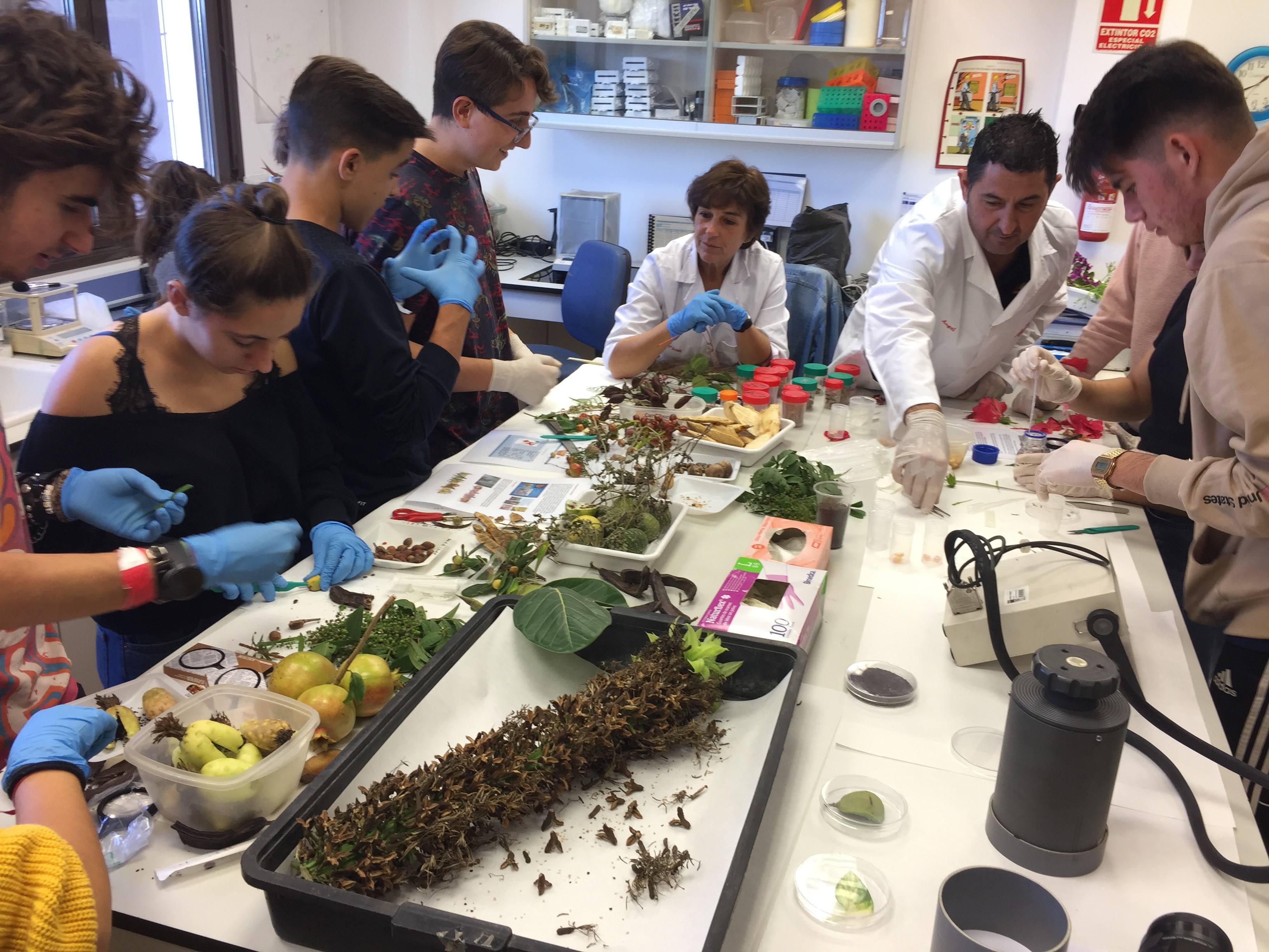 Experimentando con plantas: Supervivientes