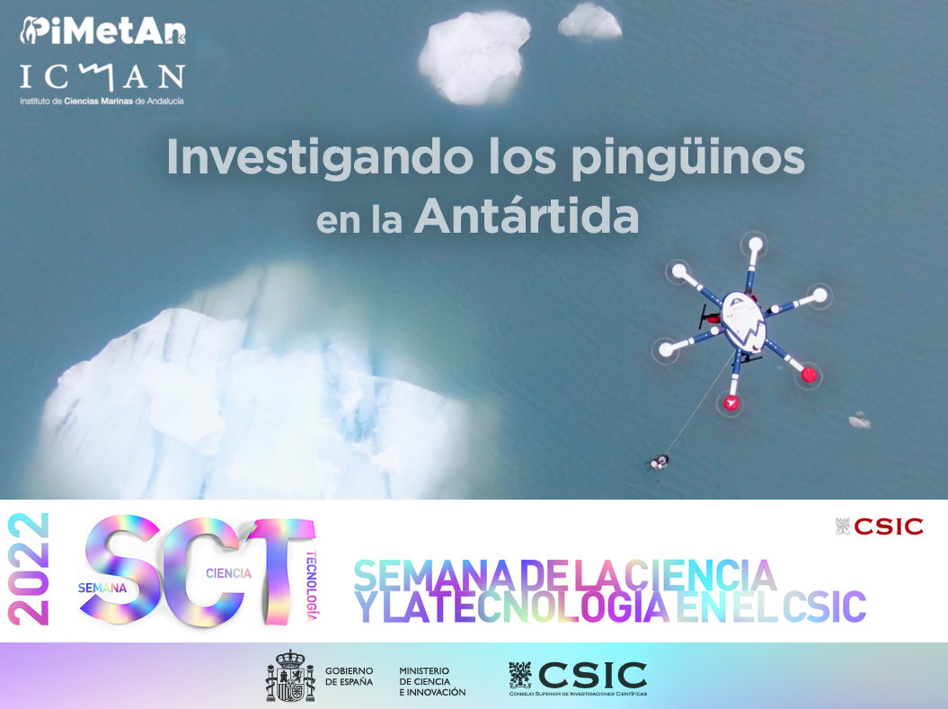 Investigando los pingüinos en la Antártida. Semana de la Ciencia y la Tecnología del CSIC. Ministerio de Ciencia e Innovación