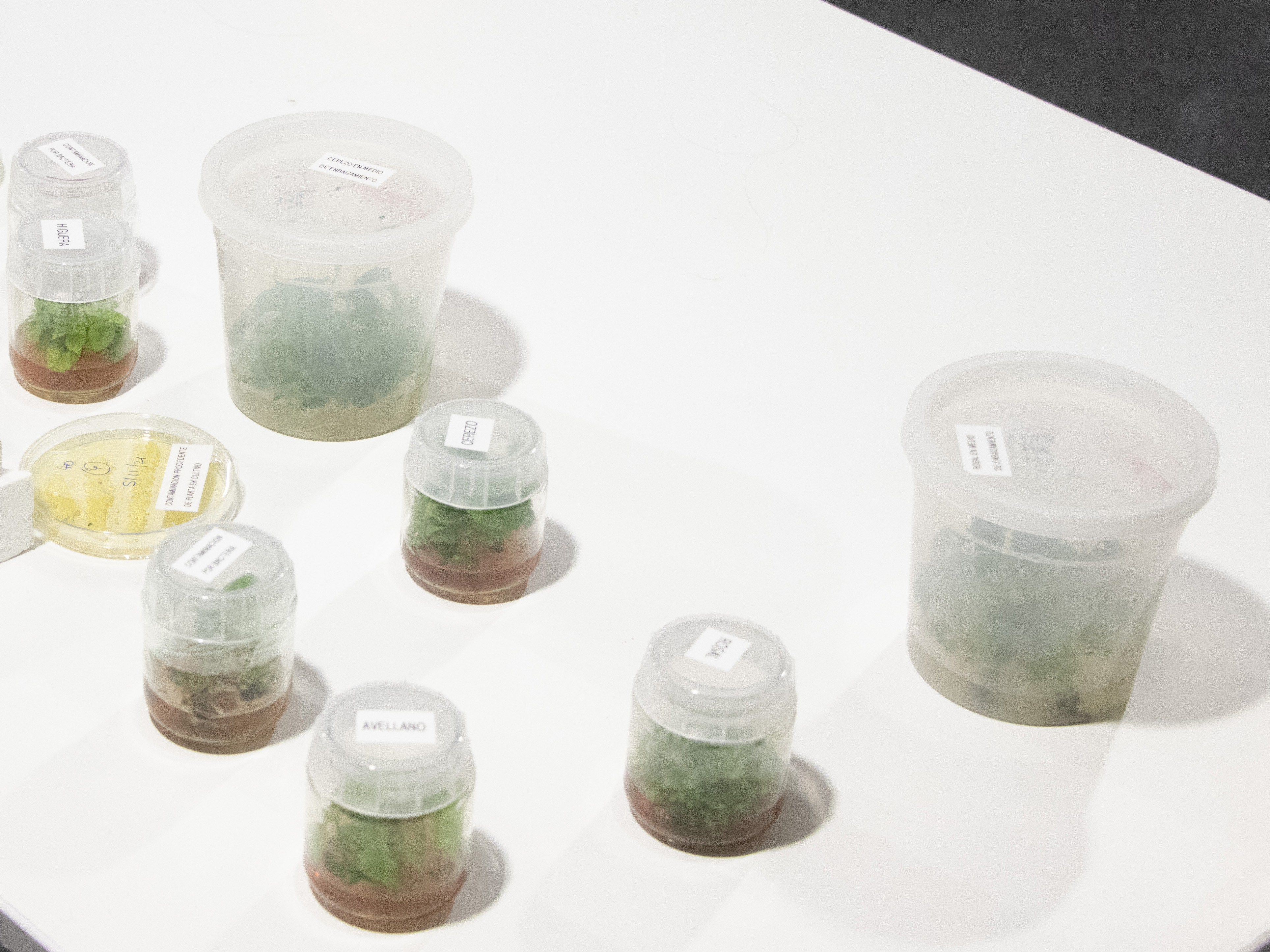 Cultivos In Vitro