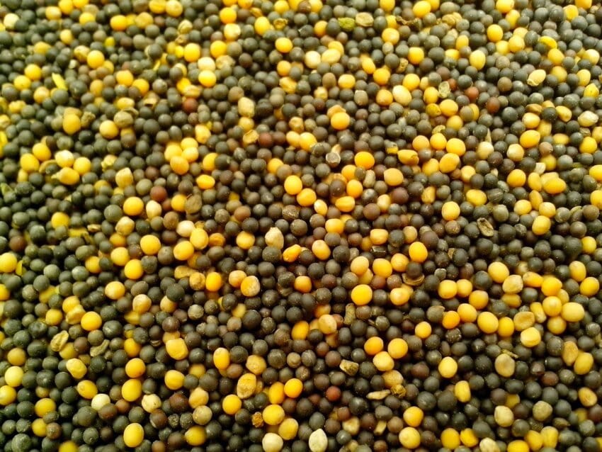 Semillas soja guisante