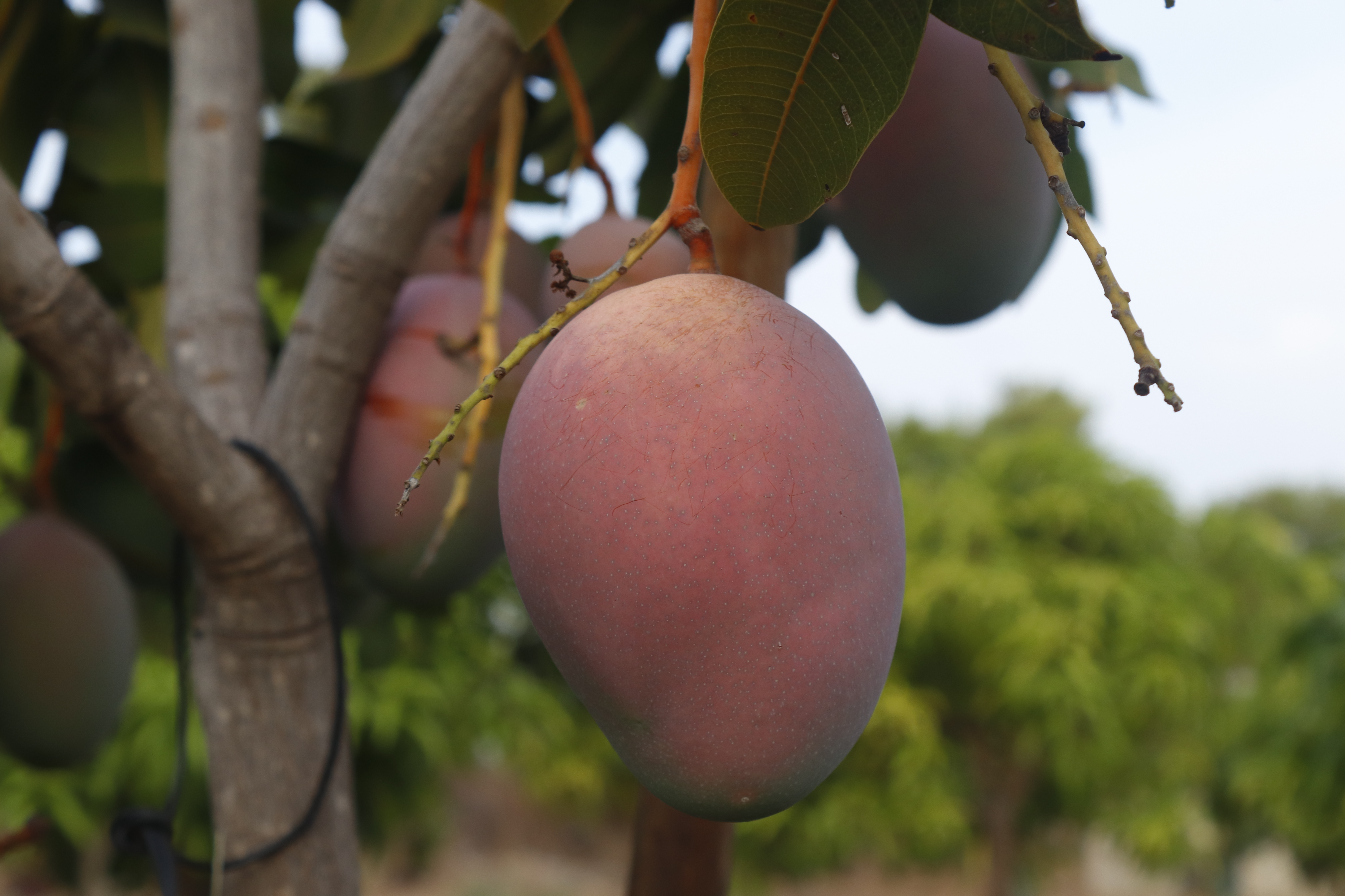 Mango de nuestro banco de germoplasma